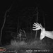 Hanke's Hunts Kansas Game Camera Photo