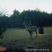 Hanke's Hunts Kansas Game Camera Photo