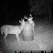 Hanke's Hunts Kansas Game Camera Photo