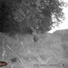 Hanke's Hunts Kansas Game Camera Photo