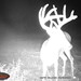 Hanke's Hunts Kansas Game Camera Photo