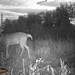 Hanke's Hunts Kansas Game Camera Photo
