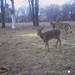 Hanke's Hunts Kansas Game Camera Photo