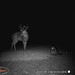 Hanke's Hunts Kansas Game Camera Photo