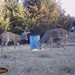 Hanke's Hunts Kansas Game Camera Photo