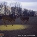 Hanke's Hunts Kansas Game Camera Photo