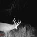 Hanke's Hunts Kansas Game Camera Photo