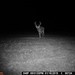 Hanke's Hunts Kansas Game Camera Photo