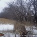 Hanke's Hunts Kansas Game Camera Photo