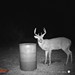 Hanke's Hunts Kansas Game Camera Photo