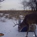 Hanke's Hunts Kansas Game Camera Photo