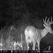 Hanke's Hunts Kansas Game Camera Photo