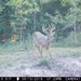 Hanke's Hunts Kansas Game Camera Photo
