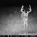 Hanke's Hunts Kansas Game Camera Photo
