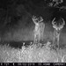 Hanke's Hunts Kansas Game Camera Photo