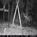 Hanke's Hunts Kansas Game Camera Photo
