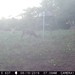 Hanke's Hunts Kansas Game Camera Photo