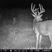 Hanke's Hunts Kansas Game Camera Photo