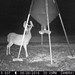 Hanke's Hunts Kansas Game Camera Photo