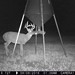 Hanke's Hunts Kansas Game Camera Photo
