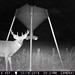 Hanke's Hunts Kansas Game Camera Photo