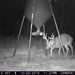 Hanke's Hunts Kansas Game Camera Photo