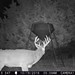 Hanke's Hunts Kansas Game Camera Photo