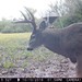 Hanke's Hunts Kansas Game Camera Photo