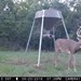 Hanke's Hunts Kansas Game Camera Photo