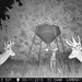 Hanke's Hunts Kansas Game Camera Photo