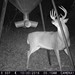Hanke's Hunts Kansas Game Camera Photo