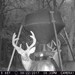 Hanke's Hunts Kansas Game Camera Photo