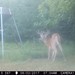 Hanke's Hunts Kansas Game Camera Photo