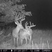 Hanke's Hunts Kansas Game Camera Photo