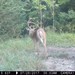 Hanke's Hunts Kansas Game Camera Photo