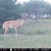 Hanke's Hunts Kansas Game Camera Photo