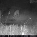 Hanke's Hunts Kansas Game Camera Photo