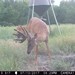 Hanke's Hunts Kansas Game Camera Photo