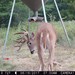 Hanke's Hunts Kansas Game Camera Photo