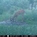 Hanke's Hunts Kansas Game Camera Photo