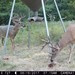 Hanke's Hunts Kansas Game Camera Photo