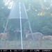 Hanke's Hunts Kansas Game Camera Photo