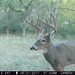 Hanke's Hunts Kansas Game Camera Photo