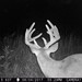 Hanke's Hunts Kansas Game Camera Photo