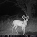 Hanke's Hunts Kansas Game Camera Photo