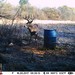 Hanke's Hunts Kansas Game Camera Photo