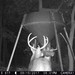 Hanke's Hunts Kansas Game Camera Photo