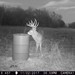 Hanke's Hunts Kansas Game Camera Photo