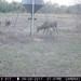 Hanke's Hunts Kansas Game Camera Photo