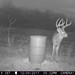 Hanke's Hunts Kansas Game Camera Photo